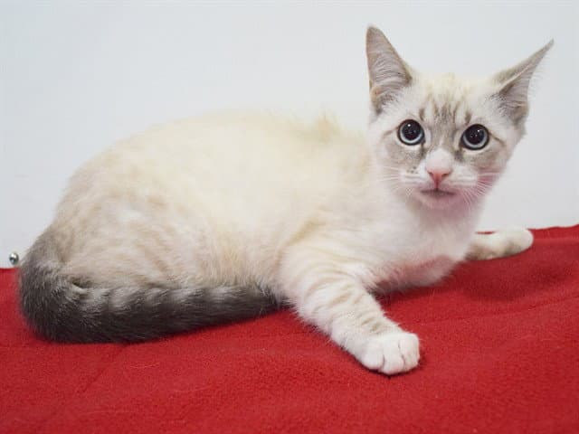 Harmony - Siamese