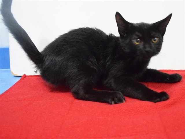 Toki - Domestic Short Hair