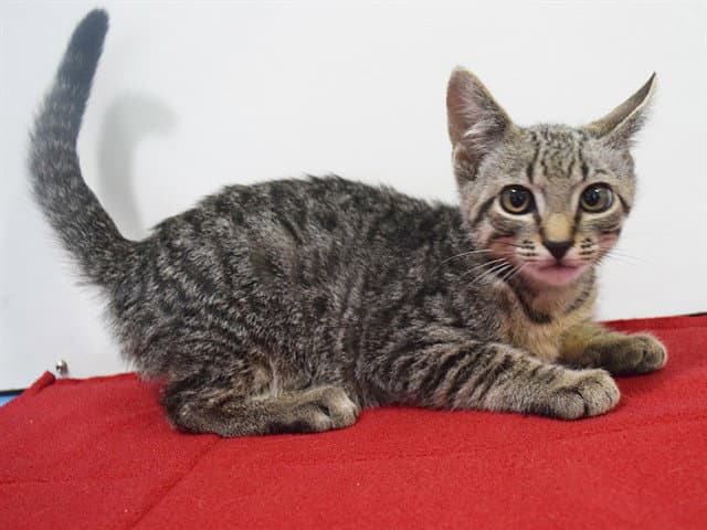 Dutch - Domestic Short Hair