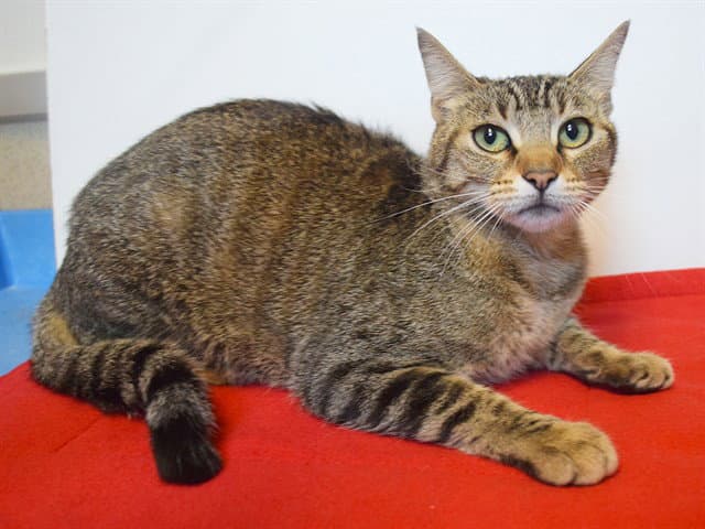 Jordan - Abyssinian