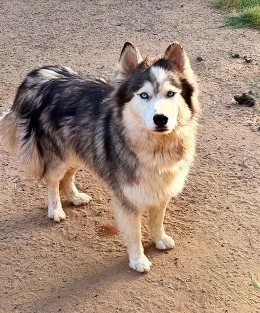 Athena - Siberian Husky