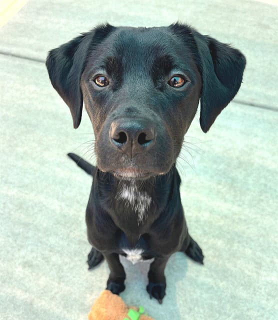 Sumatra - Pit Bull Terrier