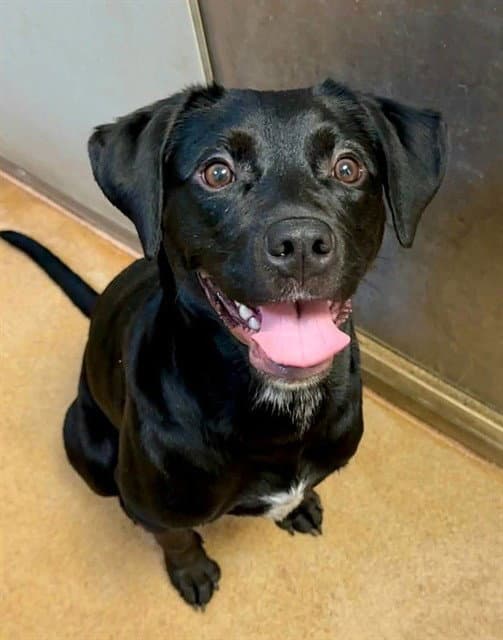 Sumatra - Labrador Retriever
