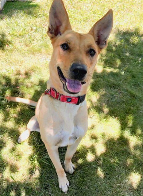 Gumball - Carolina Dog