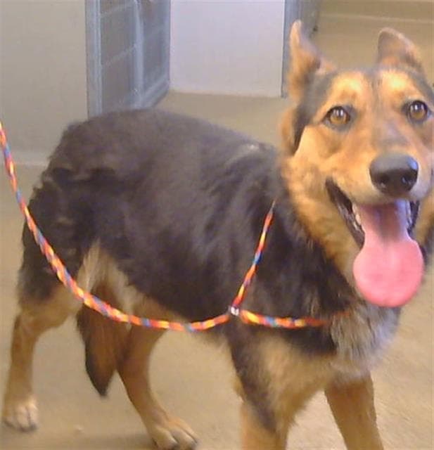 Chloe - German Shepherd Dog