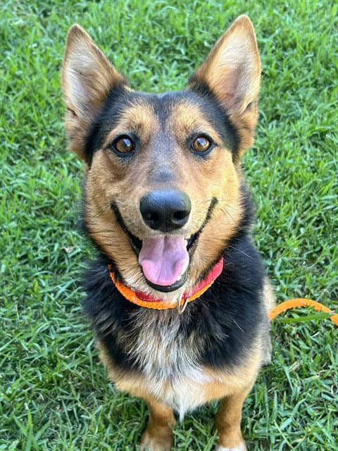 Chloe - German Shepherd Dog