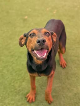 Rocco image 1