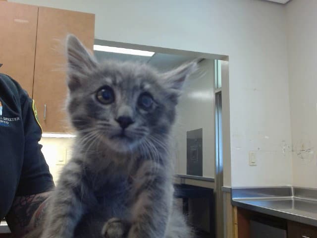 Lark - Domestic Medium Hair