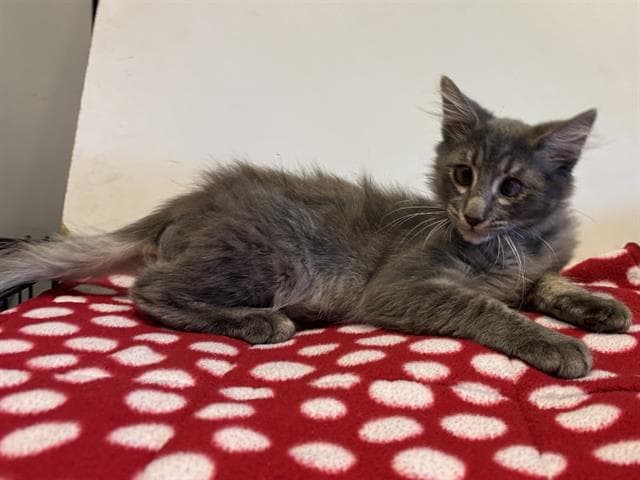 Lark - Domestic Medium Hair