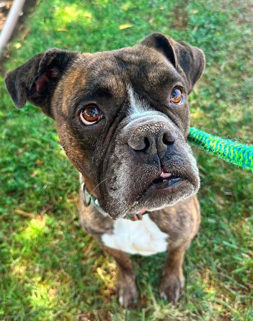 Alice - Boxer