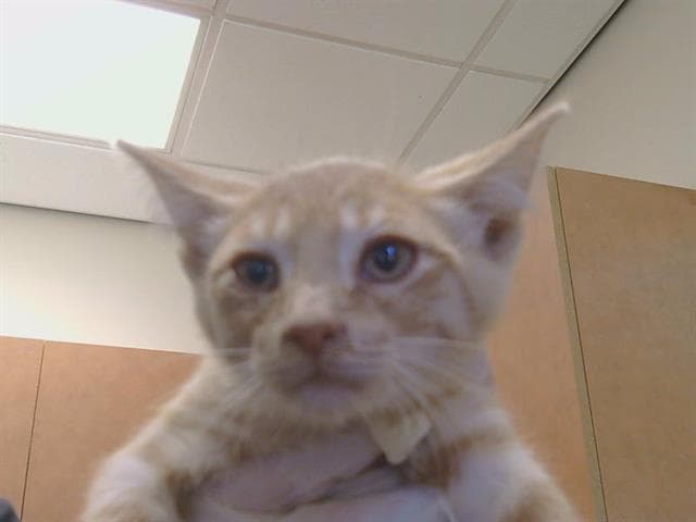 Unknown - Domestic Short Hair