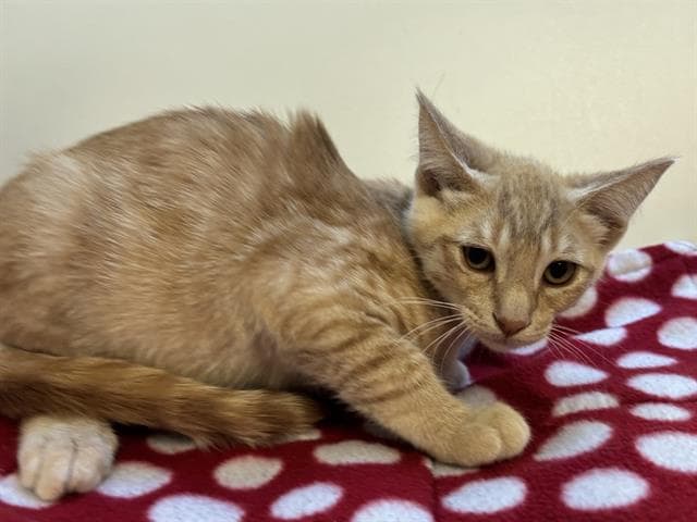 Unknown - Domestic Short Hair