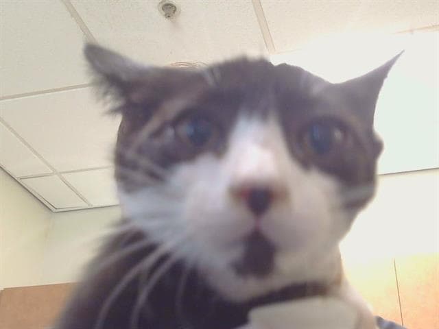Unknown - Domestic Short Hair