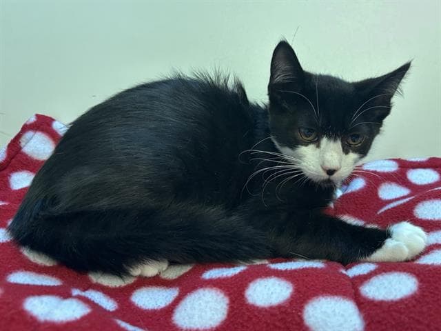 Unknown - Domestic Short Hair