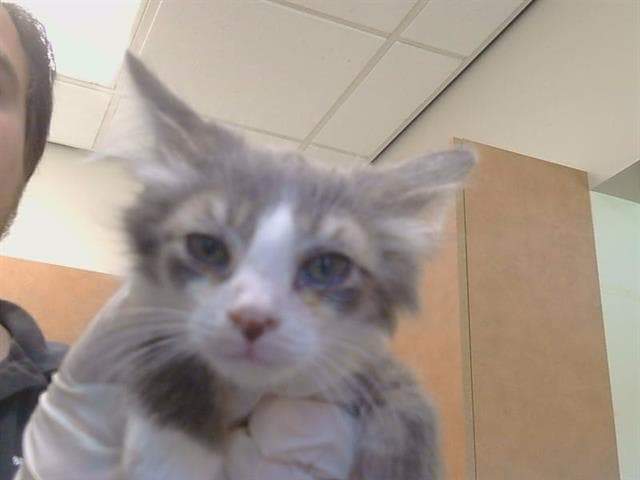 Unknown - Domestic Short Hair