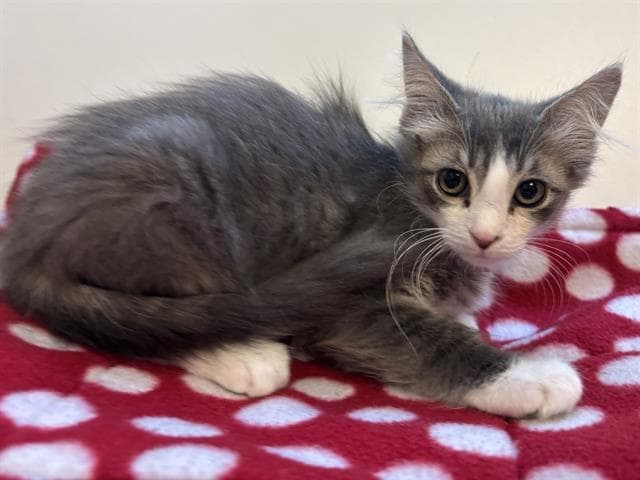 Unknown - Domestic Medium Hair