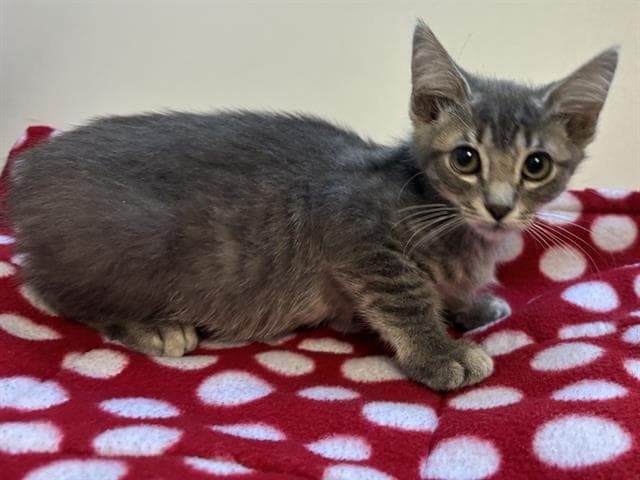 Unknown - Domestic Short Hair