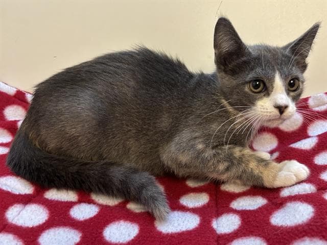 Unknown - Domestic Short Hair