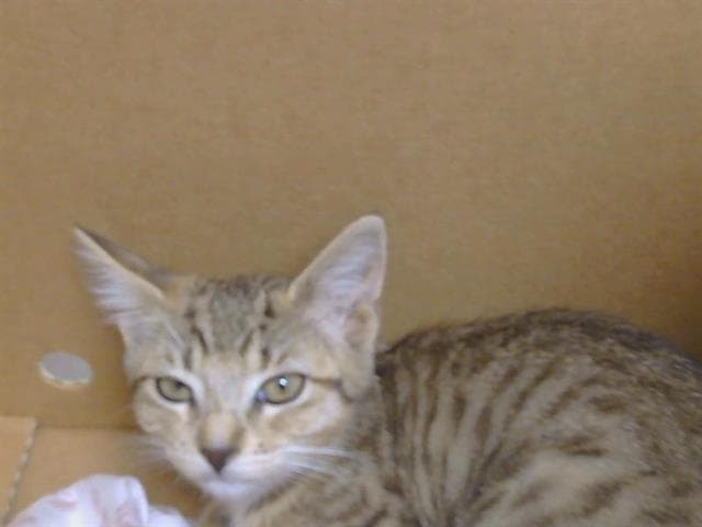 Unknown - Domestic Short Hair