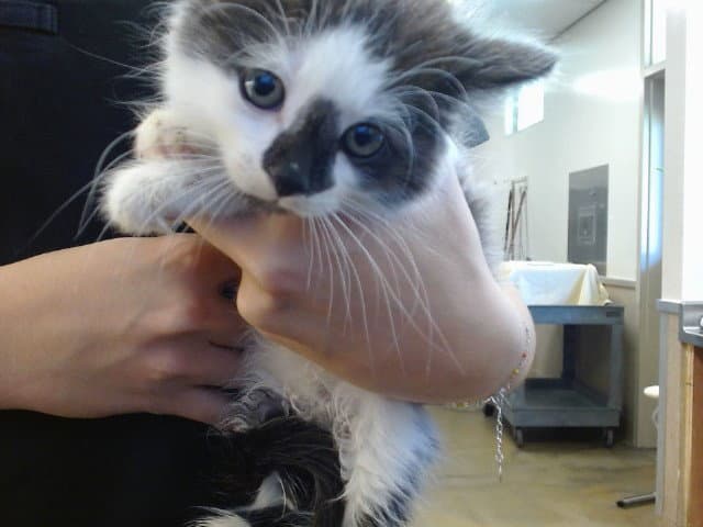 Unknown - Domestic Medium Hair