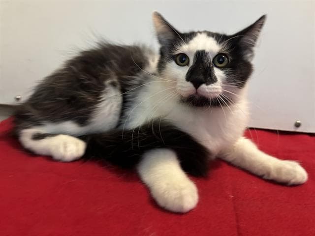 Unknown - Domestic Medium Hair