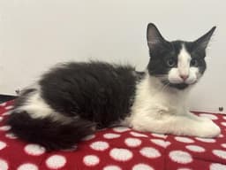 Gato image 1