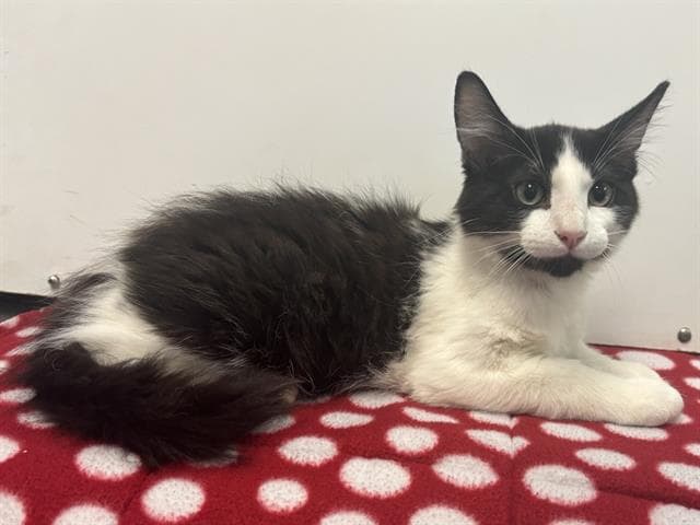 Gato - Domestic Medium Hair