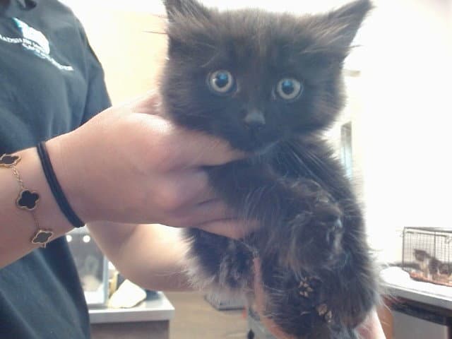 Unknown - Domestic Medium Hair