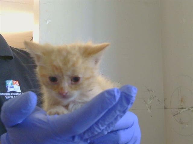 Cyclone - Domestic Short Hair
