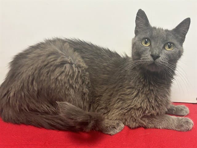 Kiara - Domestic Short Hair
