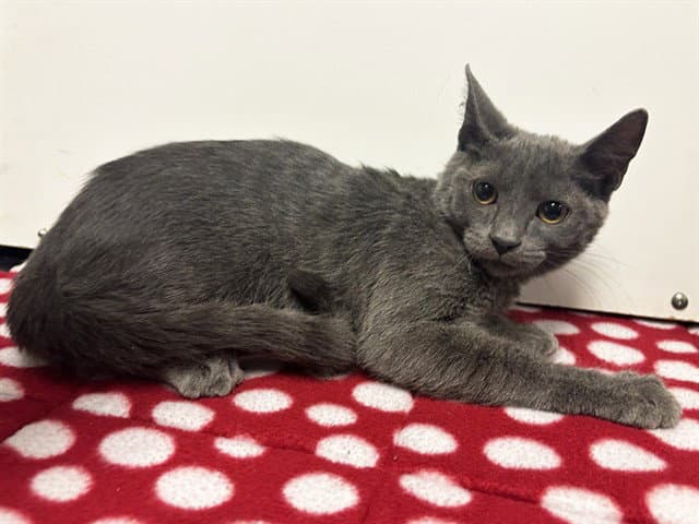 Zazu - Domestic Short Hair