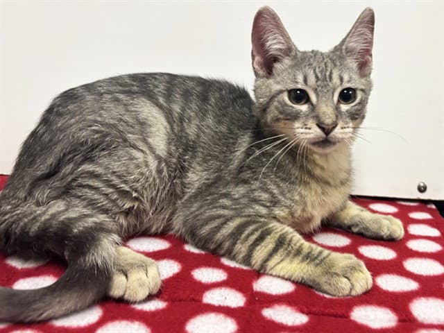 Sarafina - Domestic Short Hair
