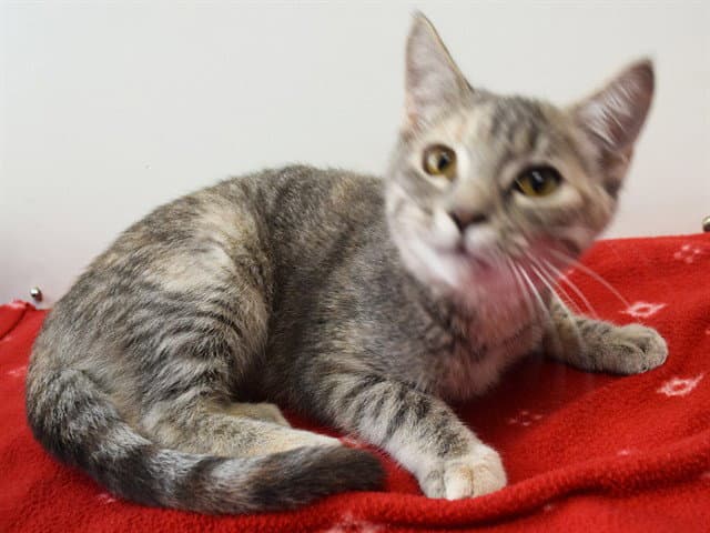 Lilly - Domestic Short Hair