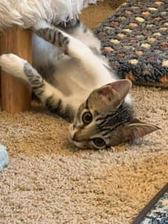 Hamster - Domestic Short Hair