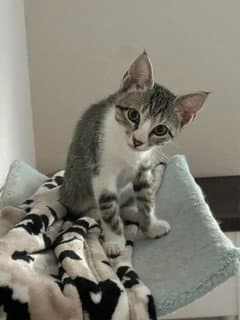 Piglet - Domestic Short Hair
