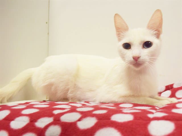 Zira - Domestic Short Hair