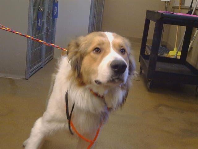 Unknown - Border Collie