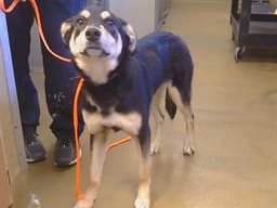 Bella image 1
