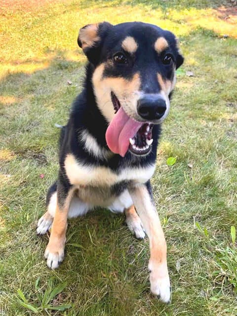 Bella - German Shepherd Dog