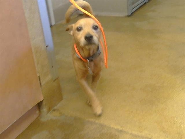 Unknown - Cairn Terrier