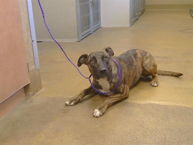 Unknown - Pit Bull Terrier