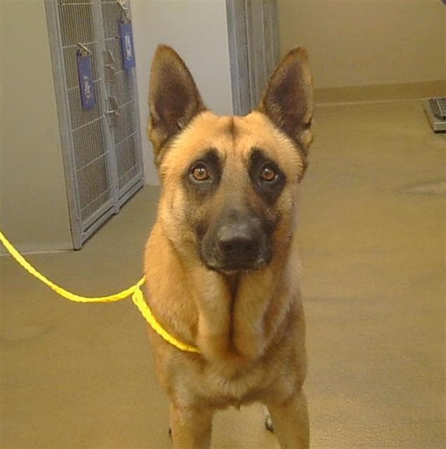 Unknown - German Shepherd Dog
