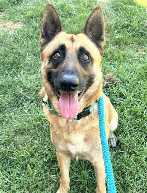 Unknown - German Shepherd Dog