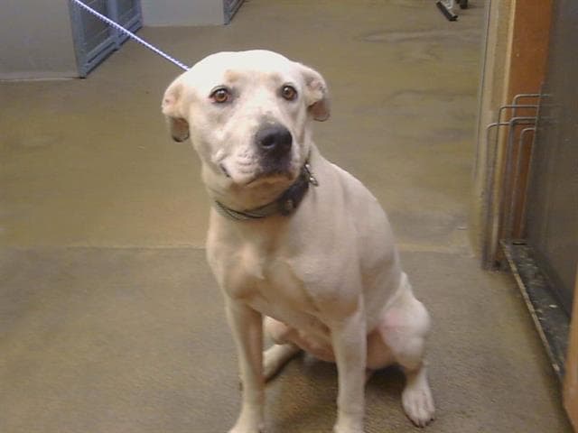 Unknown - Pit Bull Terrier