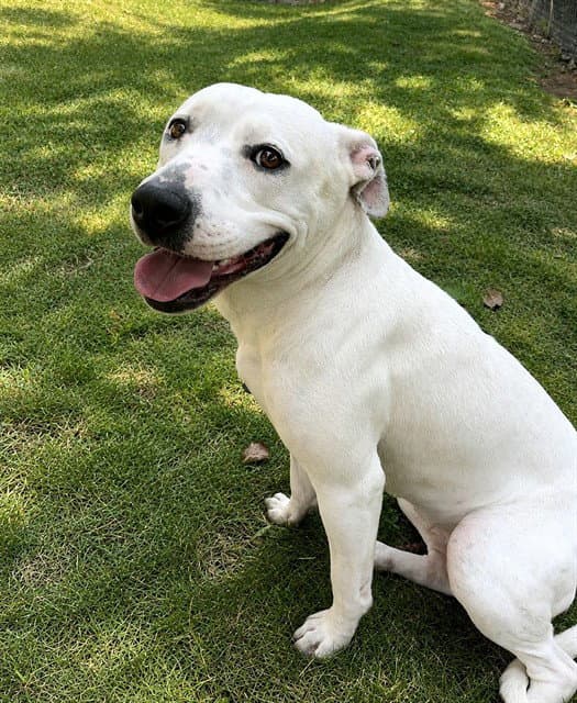 Unknown - Pit Bull Terrier