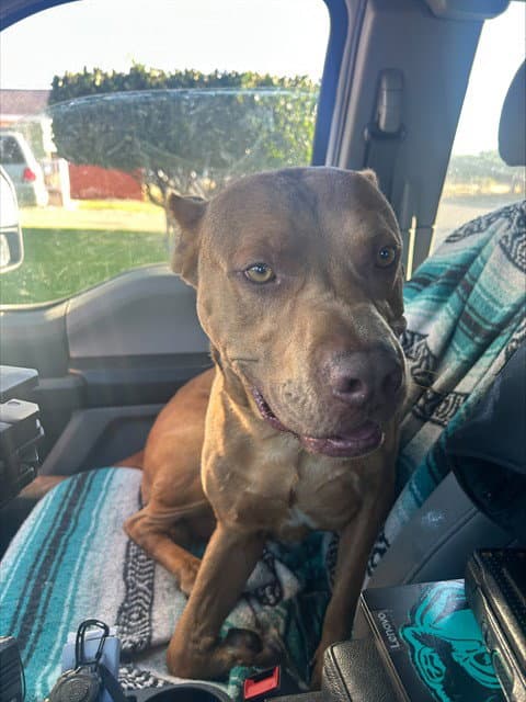 Pickle - Pit Bull Terrier