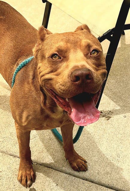 Pickle - Pit Bull Terrier
