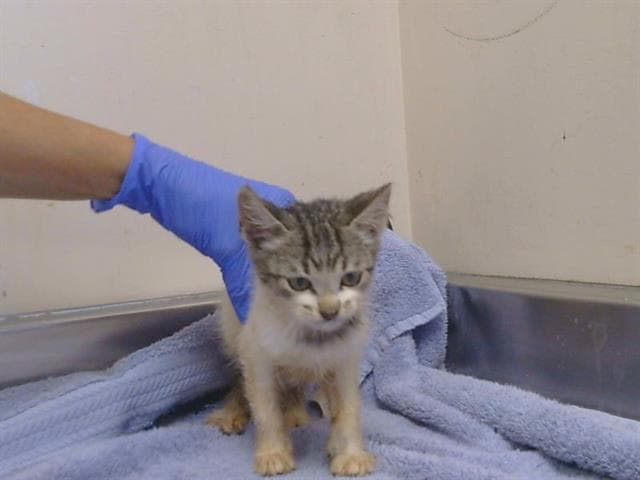 Unknown - Domestic Short Hair