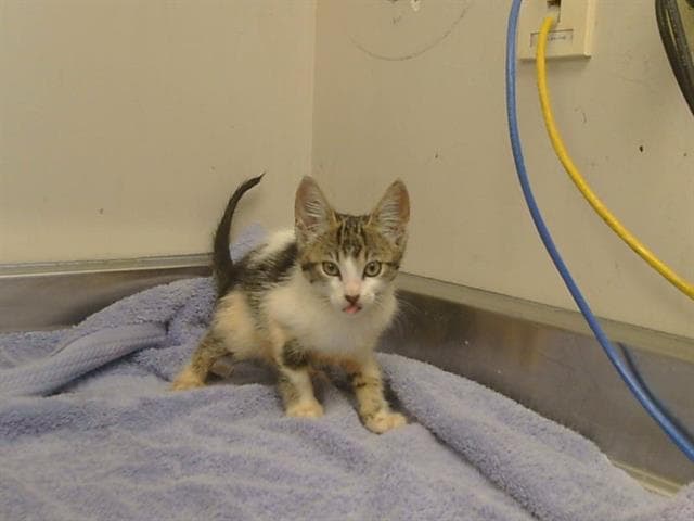 Unknown - Domestic Short Hair