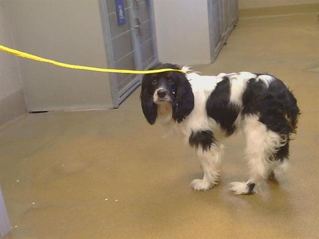 Unknown - Cocker Spaniel